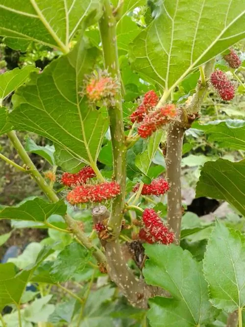 একটি তুঁত গাছ রোপণ: সফলভাবে এটির বৃদ্ধি এবং যত্ন নেওয়া