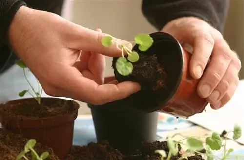 Vzgojite pelargonije sami: Tako jih lahko preprosto razmnožite