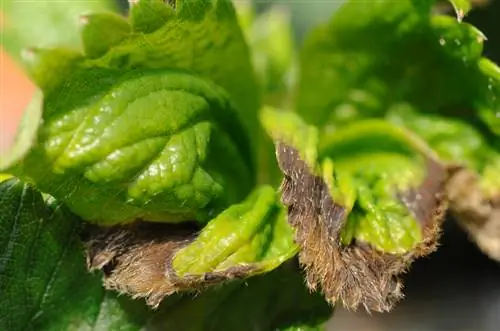 Malattie della fragola: come riconoscerle e combatterle