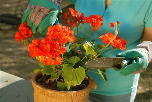 Verpot pelargoniums