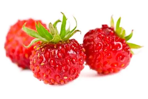 Cultivar fresas silvestres: Cómo hacerlo en el jardín o balcón