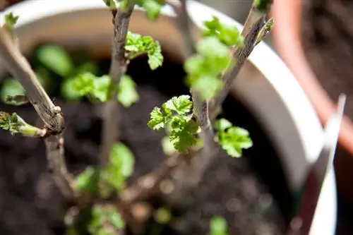 Currants in the pot