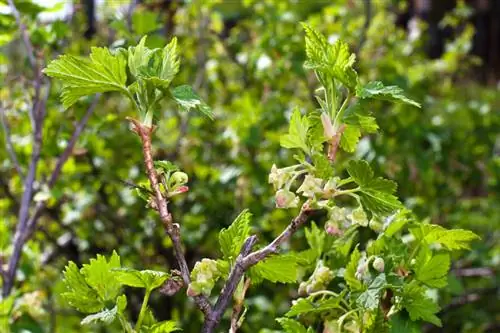 Distancia de plantación de grosellas