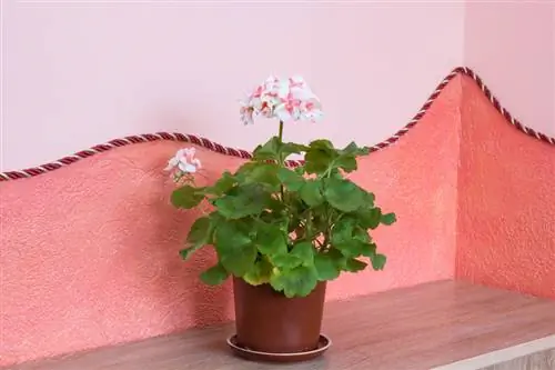 Pelargoniums อยู่เหนือฤดูหนาวในห้องใต้ดิน