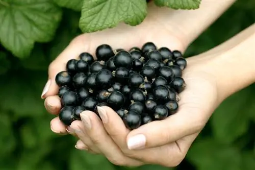 Harvest happiness: pick currants correctly and enjoy them