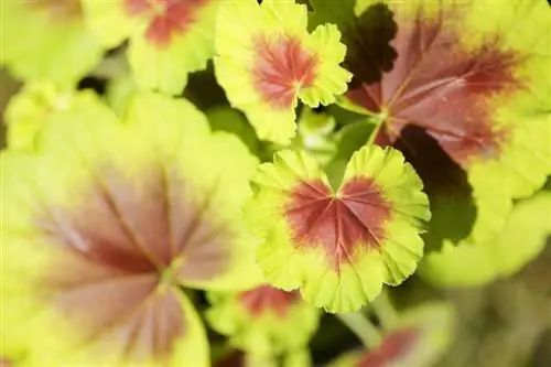 Los pelargonios hibernan sin suelo.