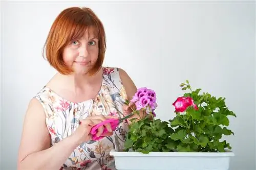 Overwintering geraniums sa flower box: Ito ang tamang paraan