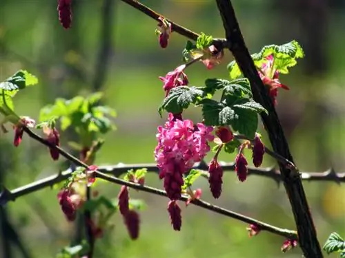 Kueneza currants za damu