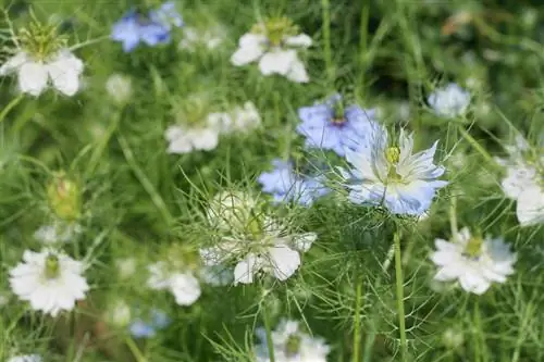 Elegir un lugar para una virgen en el campo: consejos y trucos