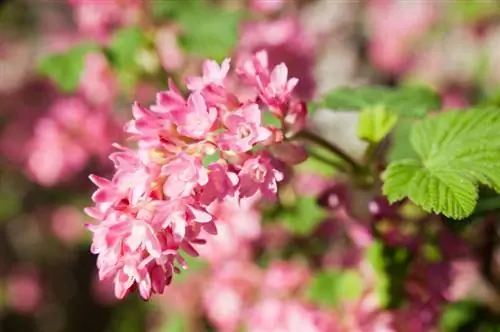 Planting bloodcurrants