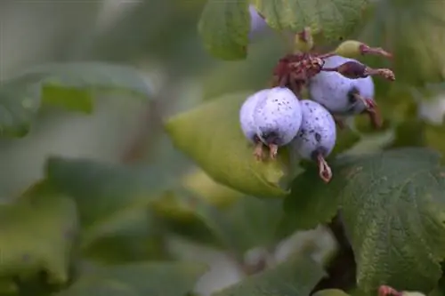 Bloodcurrant diseases