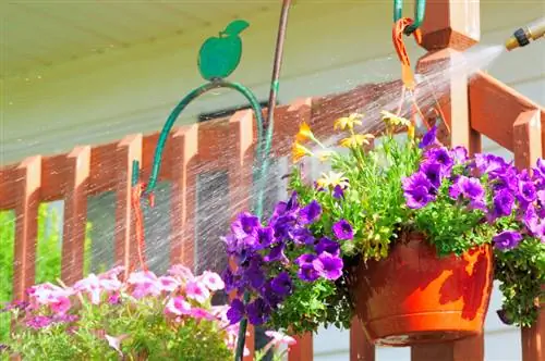 Water petunias