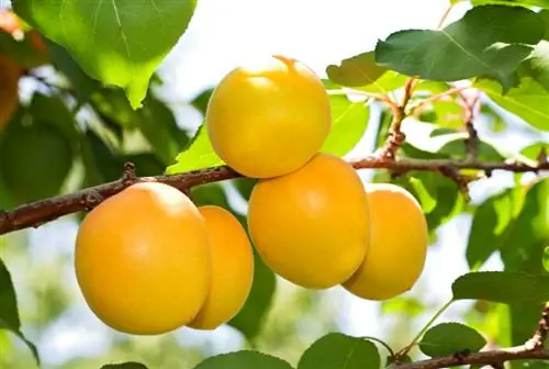 Plantar un árbol de nectarina