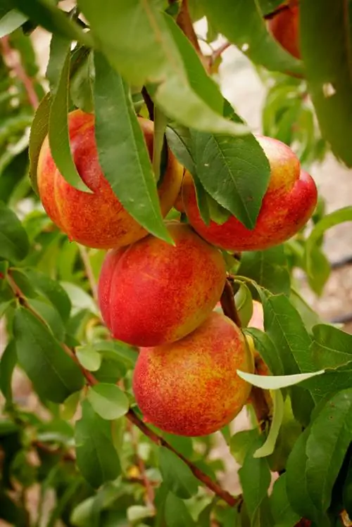 Nectarine tsob ntoo: saib xyuas cov txiv hmab txiv ntoo noj qab haus huv