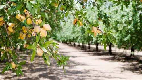 Aina za miti ya almond