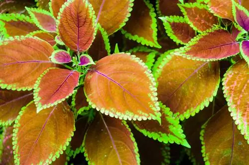 Coleus nuodingas