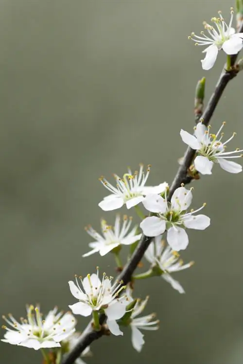 Μεγάλα και γλυκά sloes: Γιατί η ποικιλία Reto είναι τόσο συναρπαστική