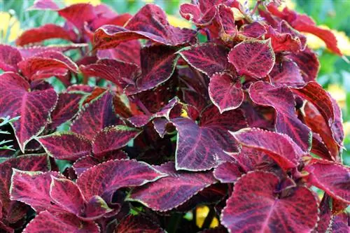 Versorging van coleus