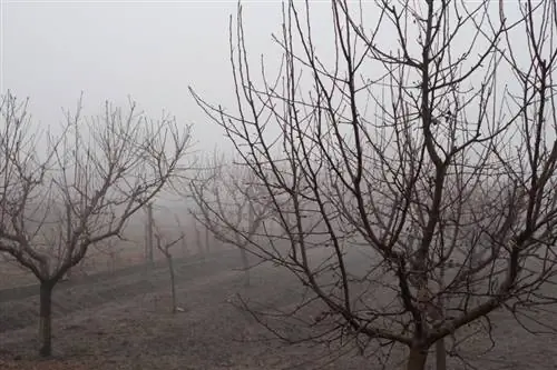 Invernar el árbol de nectarina: cómo protegerlo adecuadamente