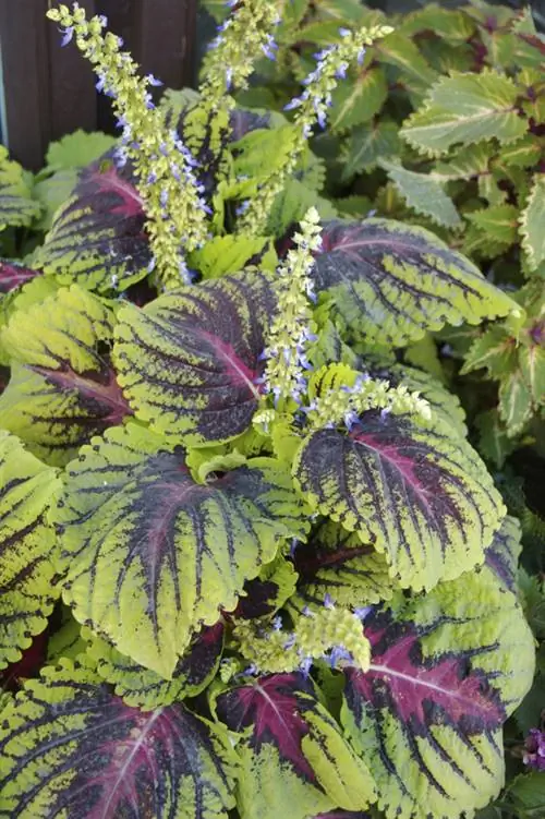 floare de Coleus