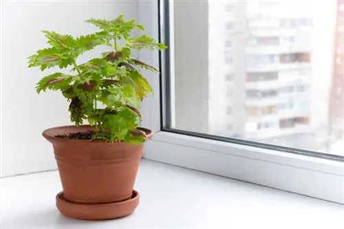 Кыштоо coleus: Өсүмдүктү туура коргоңуз