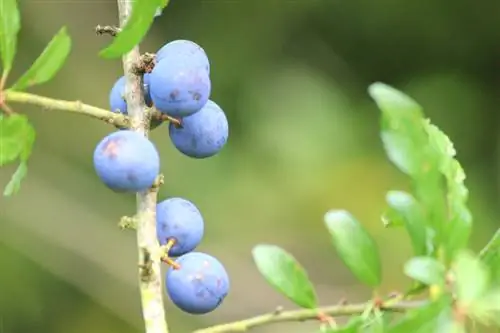 ব্ল্যাকথর্নকে গুন করুন