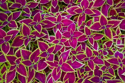 การขยายพันธุ์ coleus ได้สำเร็จ: นี่คือวิธีที่คุณสามารถทำได้