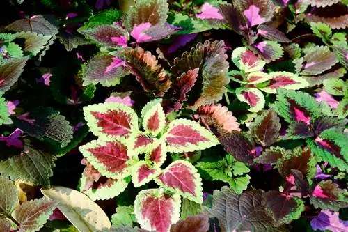 Coleus art