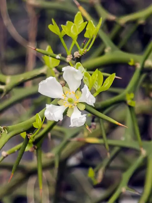 Perkara berduri: Adakah duri normal pada pokok limau?