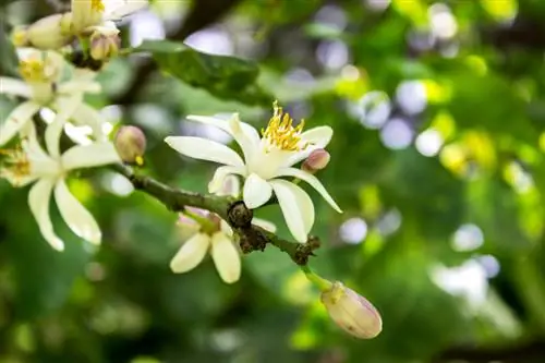 Oprašite limonino drevo