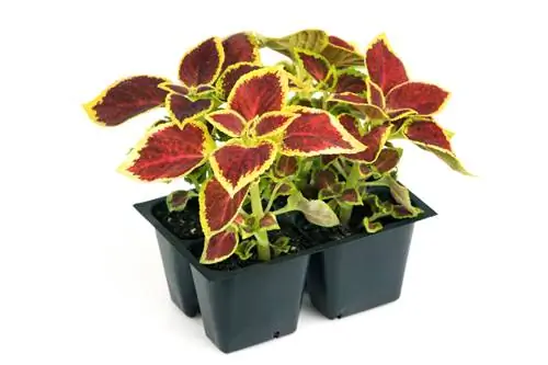 Coleus cuttings: বংশ বিস্তারের জন্য সহজ নির্দেশাবলী