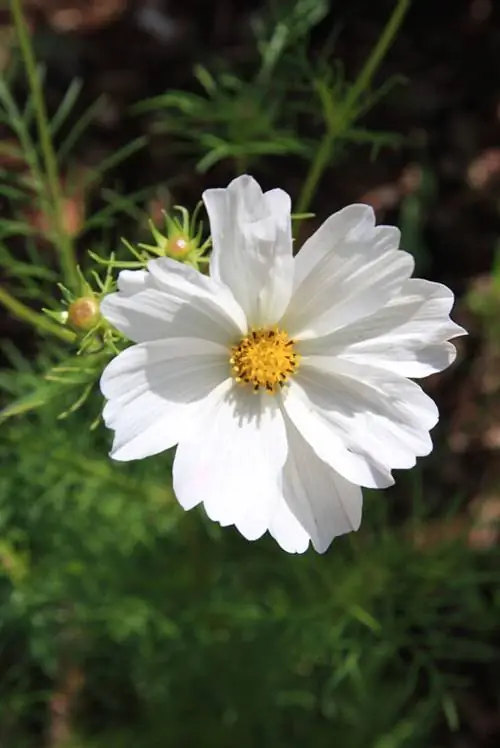 Cosmea planten