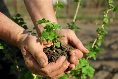 Pagpapalaganap ng mga currant sa pamamagitan ng pinagputulan: Ganito ito gumagana