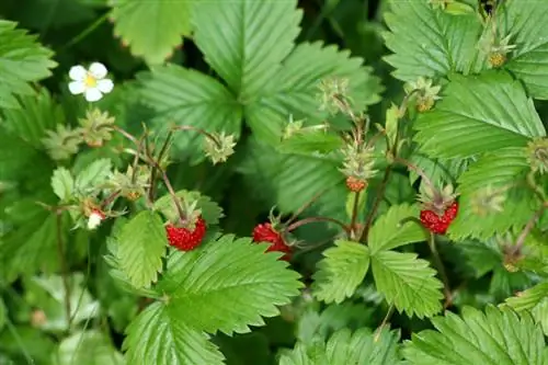 Ground cover strawberries