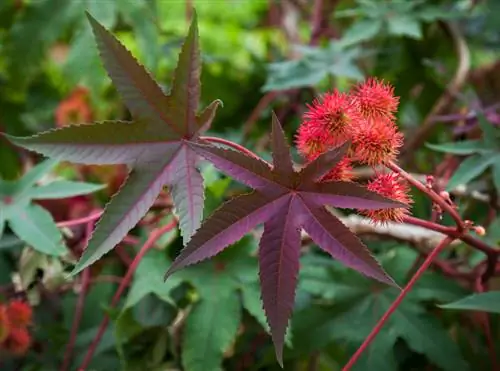 Mga uri ng castor bean