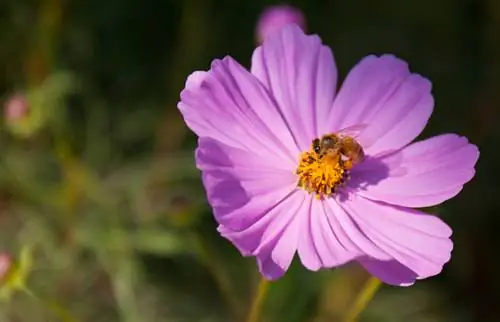 Época de floración de cosmea.