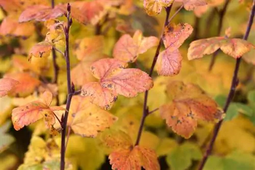 Blodvinbär blommar inte: orsaker och lösningar