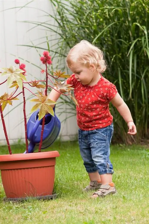 ¿Cuándo y cómo plantar ricino? Instrucciones para el árbol milagroso