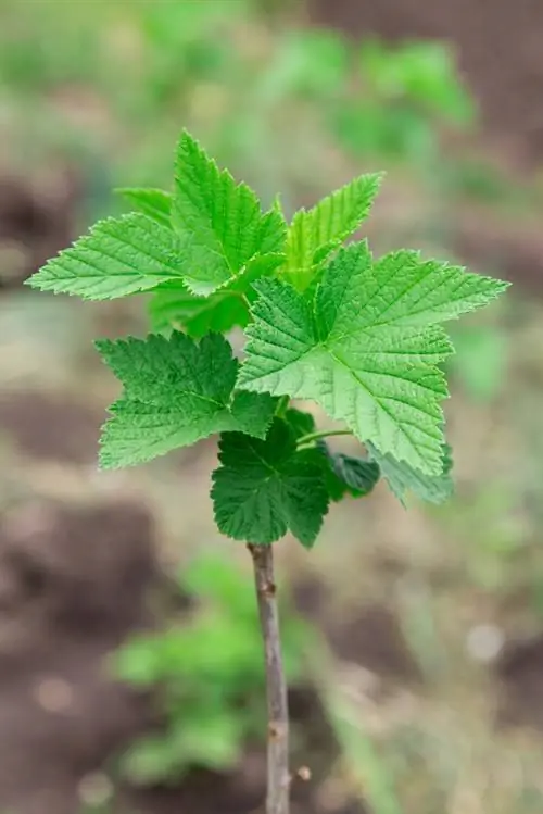 Wanneer krenten planten?