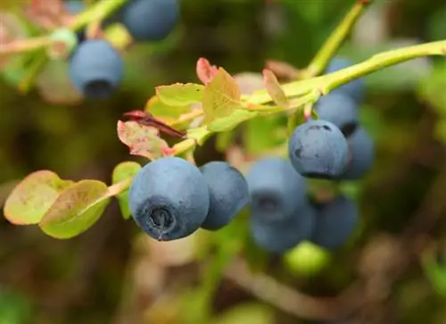 Soil for blueberries