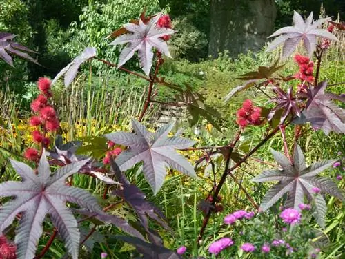 Castor bean care