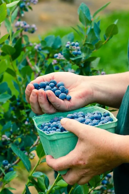 Mag-ani ng mga blueberry