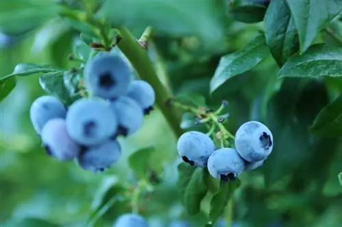 Blueberries ya bustani