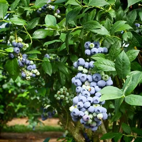 Blueberries harvest time