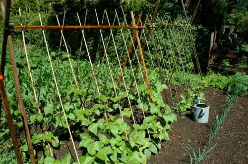 Menanam kacang pelari: pilihan lokasi, tanah & bantuan memanjat