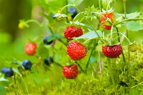 Aardbeien succesvol kweken: tips en trucs voor gemengde culturen