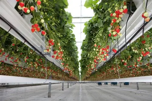 Hanging strawberries