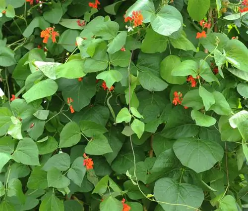 Runner Bean պարիսպ