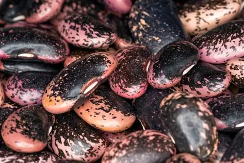 Runner beans: Why is eating them raw dangerous?