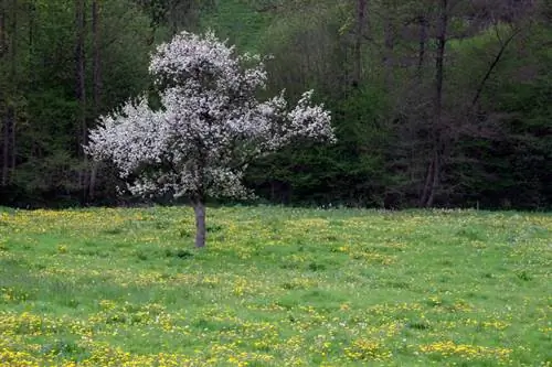 Een kersenboom planten: een locatie, variëteiten en tips kiezen